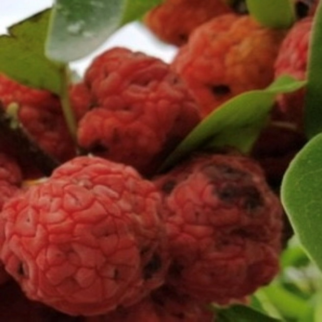 [세레스] 접목꾸지뽕 뽕나무 구찌뽕 묘목 접목묘 R2, 1개, 구찌뽕나무 분묘