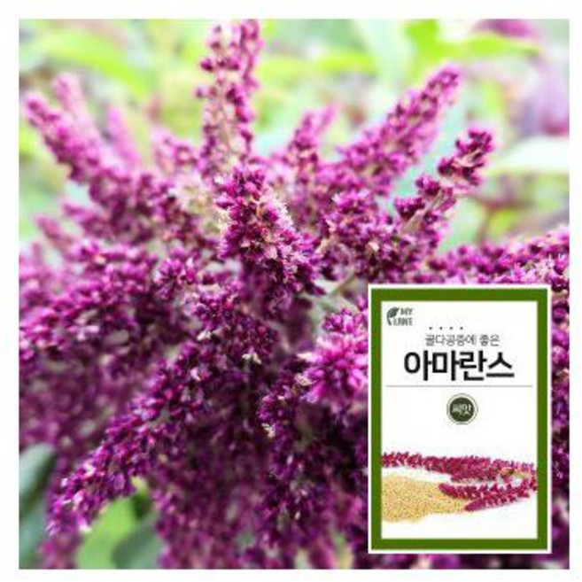 아마란스 3000립, 1개