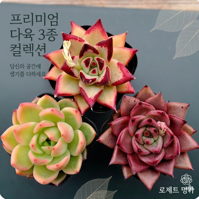 [파격특가 다육 세트] 예쁜다육 이쁜다육이 공기정화 인테리어 선인장 세트 미니 분갈이흙 희귀 특이 인지 랜덤, [3번] 3종세트, 1개