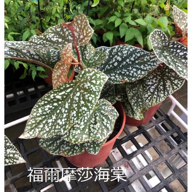花花世界 觀葉植物 福爾摩莎海棠 5吋盆/高20-30cm/葉形特殊, 1個