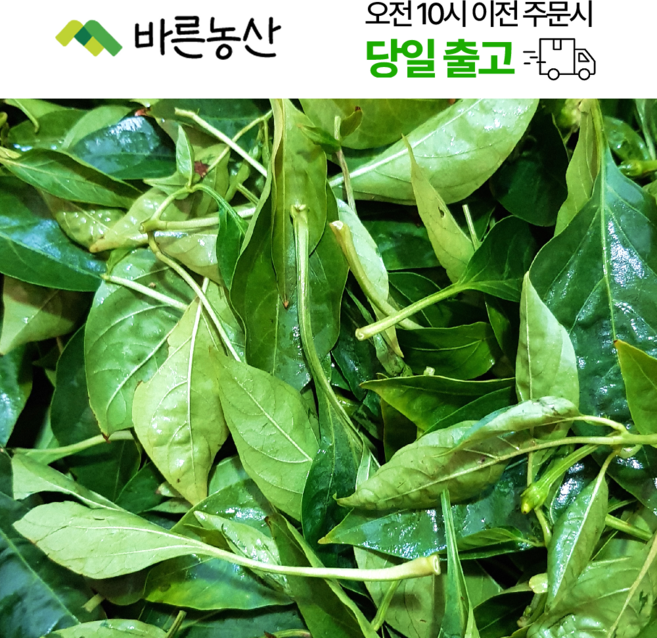 < 바른농산 > 생고추잎 고춧잎 고추잎나물, 1개, 2kg