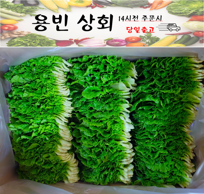 ( 용빈 상회 ) 국내산 쌈추 쌈배추 쌈채소 겉절이용 2kg내외, 1박스, 2kg