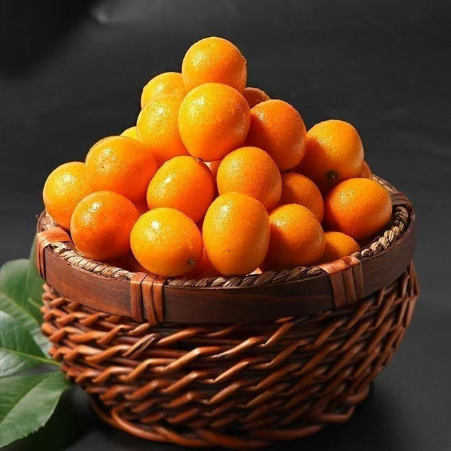 제주금귤 낑깡 껍질째 먹는 생과 비타민 덩어리 대, 1박스, 500g