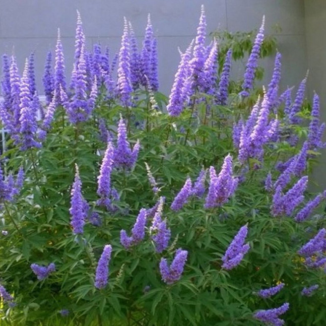 [서진스토어] 바이텍스나무 좀목형 섬머타임블루스 28cm화분 대품 개화주, 1개, 보라