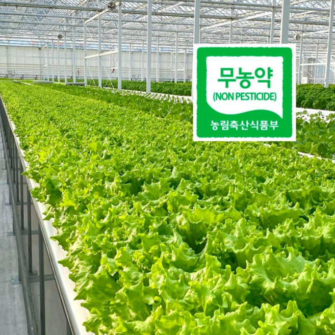 유러피안샐러드 유럽상추 샐러드 쌈채소 산지직송 1kg 5-6종, 1박스