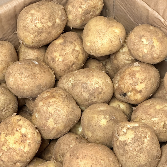 포슬 포근 햇 수미 두백 감자 큰 홍 알굵은 조림 감자 1kg 크기 대 특 왕특, 상-대 사이즈 1kg (개당 80-110g)