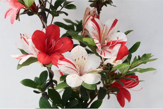 [신한철쭉농원] 환의천 묘목 왜철쭉 사스키 철쭉 분재, 1개, 없음