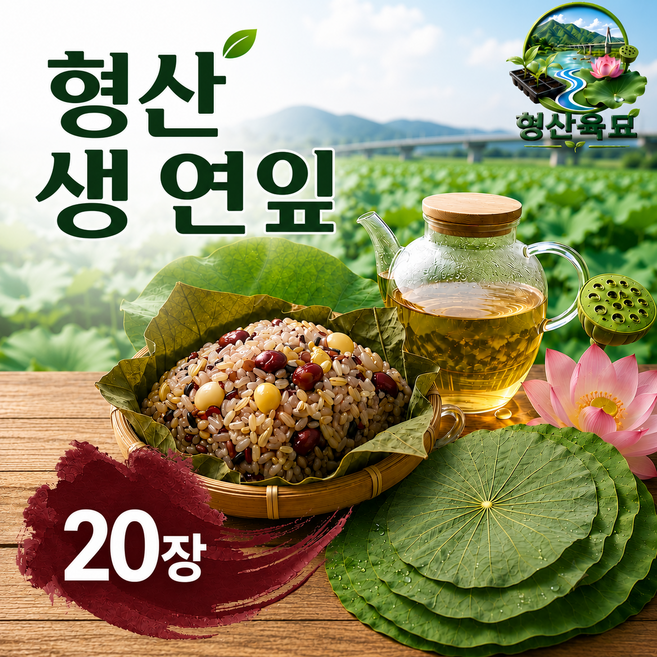 국산 생연잎 연잎밥용 신선 대엽 당일수확 형산육묘 20매, 1개, 1kg