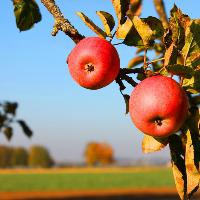 [그해농장] 실속형 경북 부사 꿀사과 고당도 소꼬마과, 1박스, 5kg