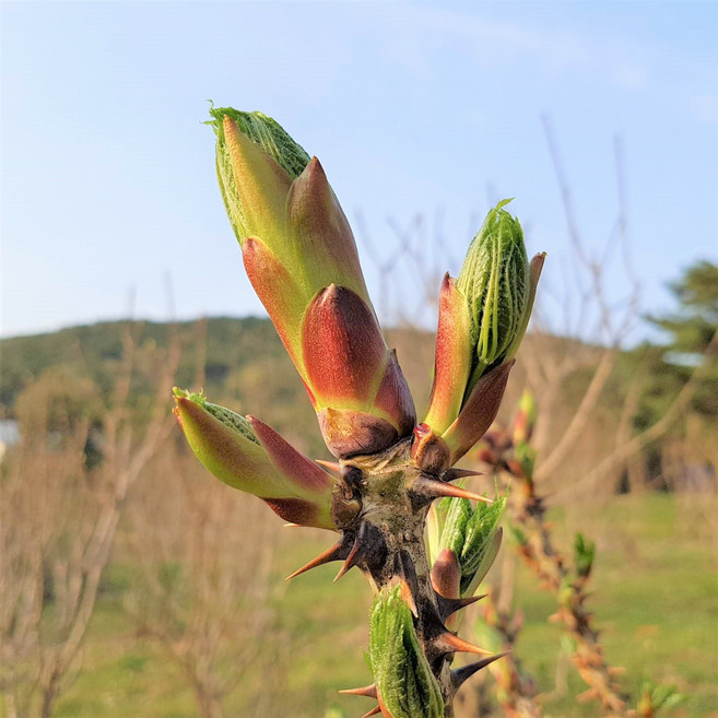 [부자밥상]지리산 엄나무순 산지직송 엄마무순 음나무순 개두릅 1kg, 프리미엄 엄나무순 1kg, 1개