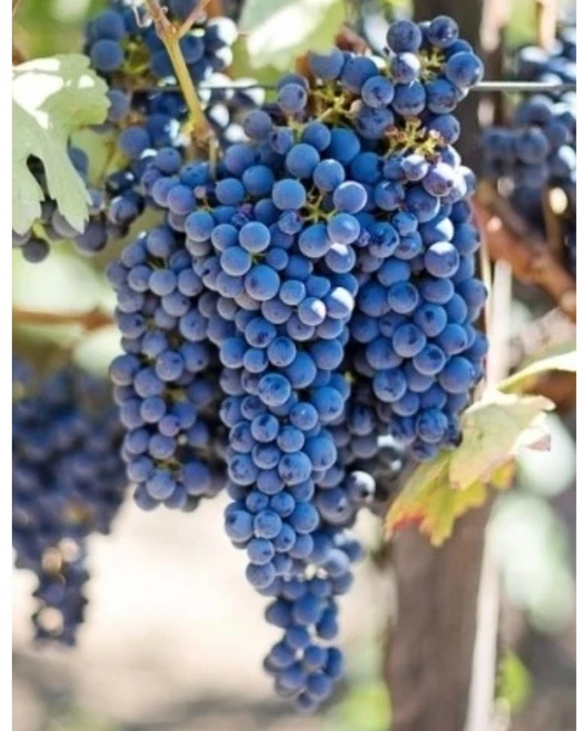 (미래나무농장) 포도나무 삽목2년 7치 화분, 대봉 - 쿠팡