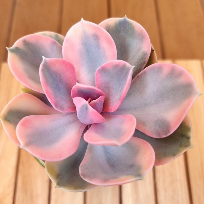 웨스트레인보우 키우기 집이건조할때 화훼단지 다육식물 분별도1-61 1두이상, 다육, 1개