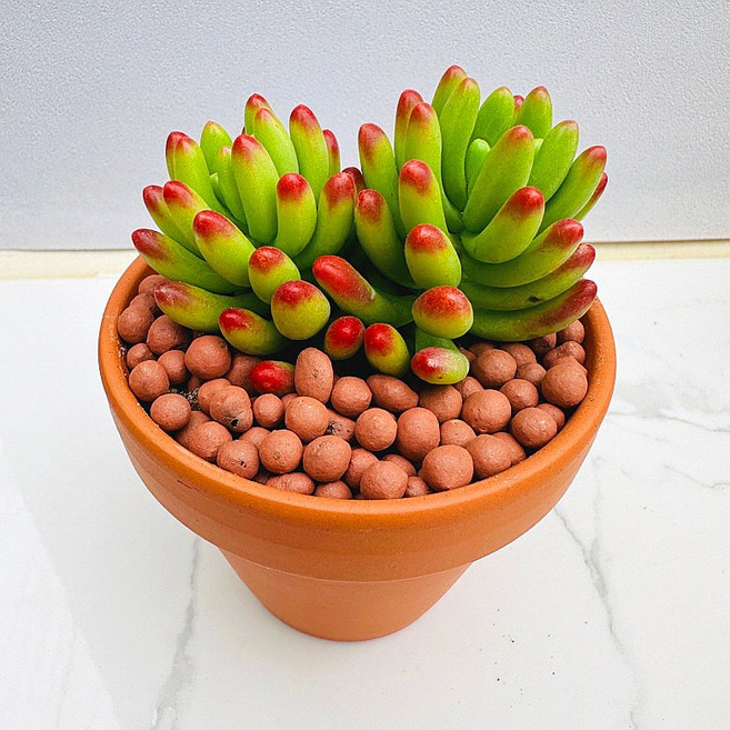 다육식물 루비틴트 선인장 희귀식물 카페장식 화분 식물 선물 꽃 공기정화 산아래다육이, 1개, 금다육