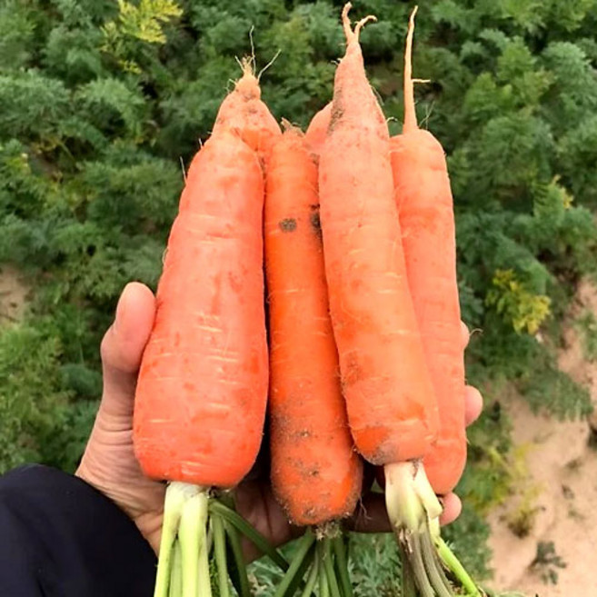 고당도 제주당근 구좌 흙당근, 1박스, 10kg(왕왕)