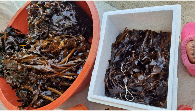 강원도 고성 해녀채취 2026 햇 자연산 생미역 1kg 돌미역 물미역 산모미역 당일채취 산지직송 최북단 NLL, 1개