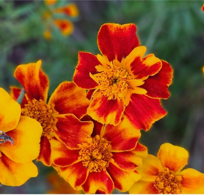 프렌치 메리골드 씨앗 100립 해충기피용 화단꽃 (FC)