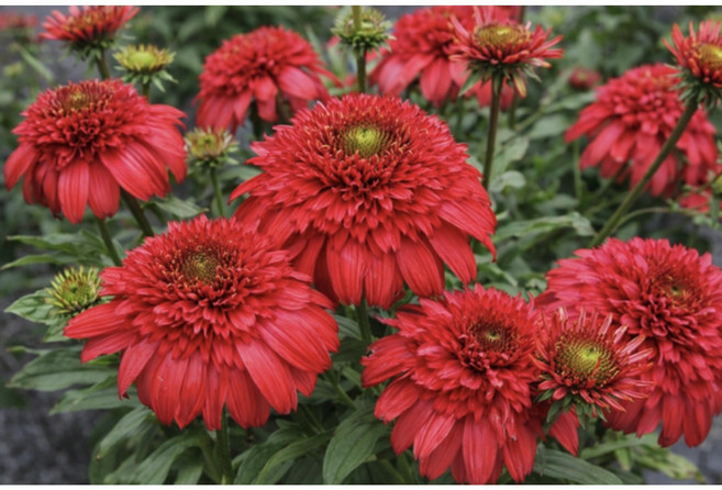 가든파라다이스 겹에키네시아 (딜라이트풀 상그리아), 1개