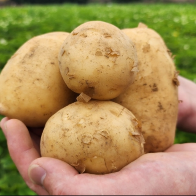 뽀송팜 강원도 감자 수미감자 햇감자, 1박스, 2kg 중