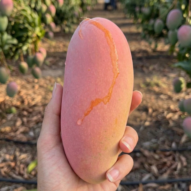 [5성급호텔 납품원물] 태국 마하차녹 무지개 망고, 1박스, 5kg (12~14과)