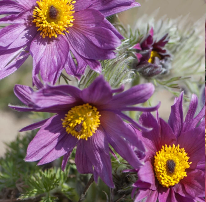 유럽 할미꽃 [3포트 복남이네야생화 모종 풀사틸라 pulsatilla] 꽃색랜덤, 3개 - 쿠팡