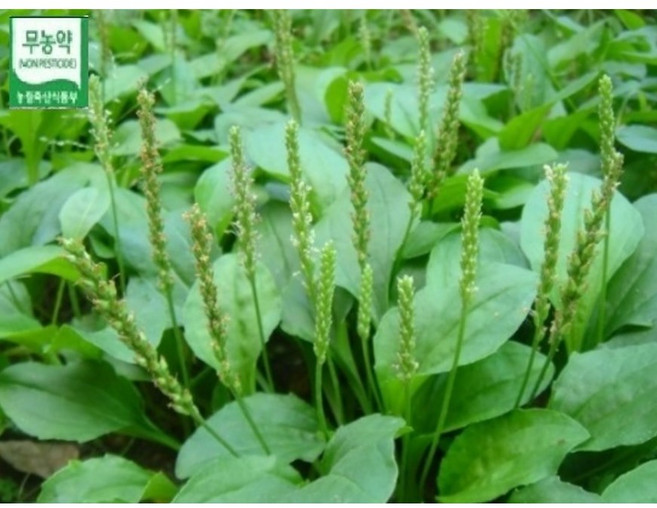 BRM연구소 무농약 생 질경이 잎 400g 거북이약, 1개