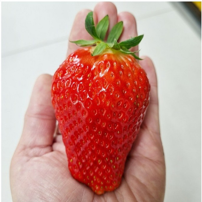 [대왕 딸기] 논산 킹스베리 딸기 프리미엄 생딸기 농장 선물세트 1KG, 1박스