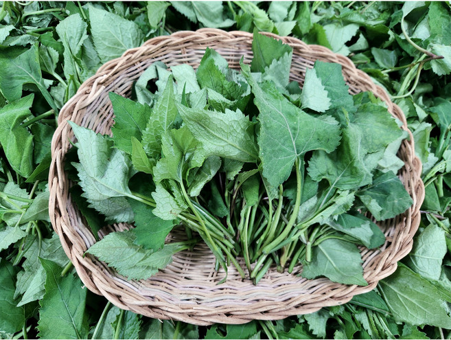 [달콤퐁당]광양 산나물 봄나물 참나물 산취나물 노지 취나물 생취나물, 취나물 500g, 1개, 취나물 500g