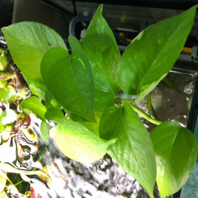 스킨답서스 [1줄기], 1개