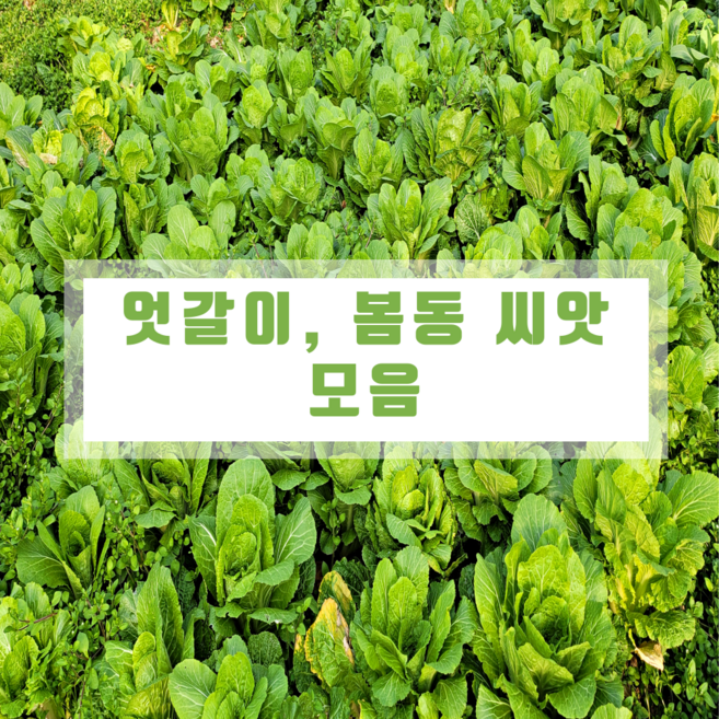 엇갈이 봄동 씨앗모음 아시아종묘 유기농채소 안전한먹거리 주말농장 텃밭채소 베란다야채, 09. 봄동배추CR설춘 20g, 1개