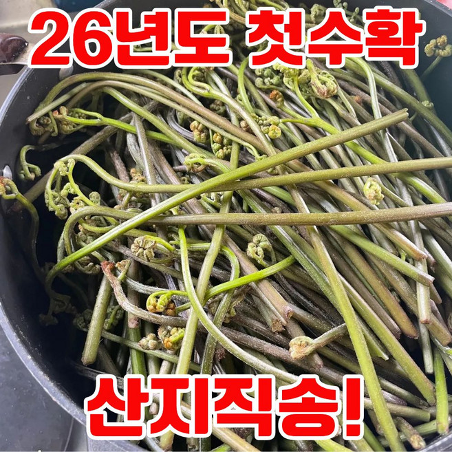 [하루20박스] 국산 햇 생고사리 고사리 산지직송, 1박스, 1kg