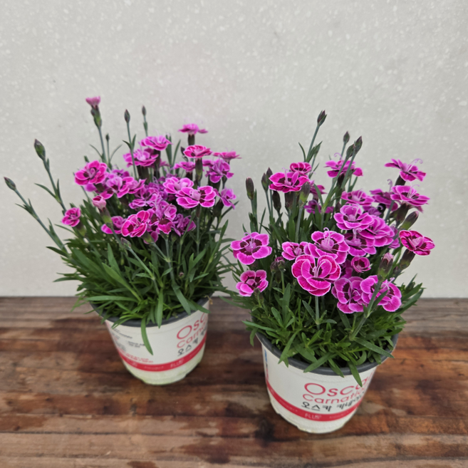 [용이네 화원] 향기 카네이션 (2개배송) (1+1) 인테리어식물 10cm화분 전체높이20cm 내외, 1개, 핑크