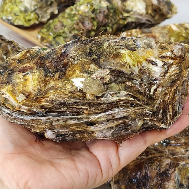당일채취 역대급 사이즈 사계절 통통 삼배체 굴 1kg, 1개, 1kg 2-4미 내외