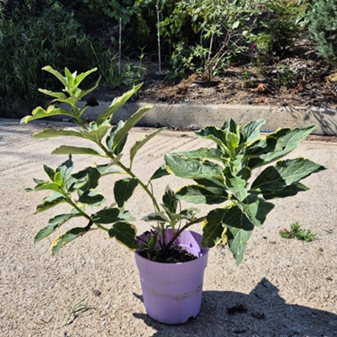 엔들레스썸머 수국 오리지날 블룸스타 엔드리스 원예수국 마크로필라 포트묘, 1개, 블룸스타 5치