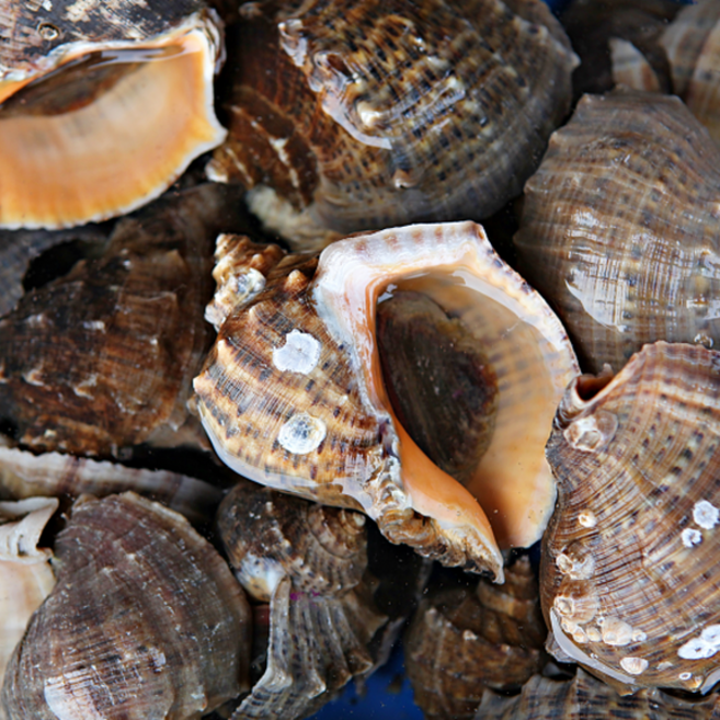 제철 참소라 1kg 20-25미 소라 구이