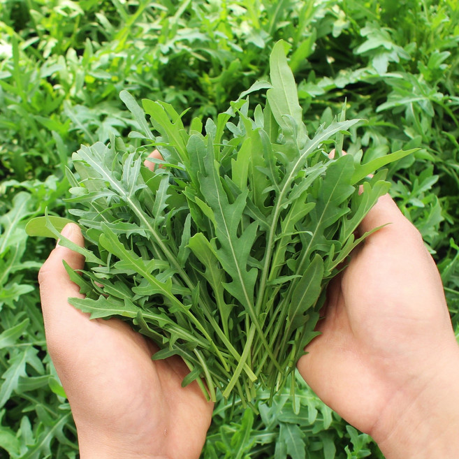 유기농 와일드 루꼴라 샐러드 피자 파스타 야채 토핑, 250g, 1