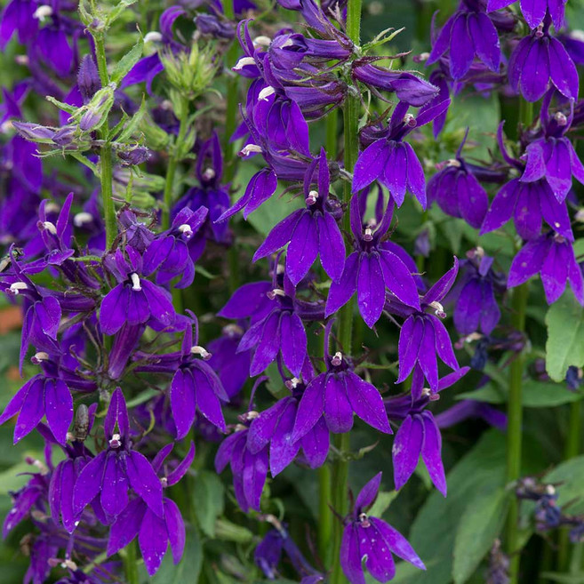 다년초사랑농원 숙근 로벨리아 블루 (2포트묶음) [숫잔대 노지월동 다년초 야생화 꽃모종 여름꽃 가을꽃], 2개