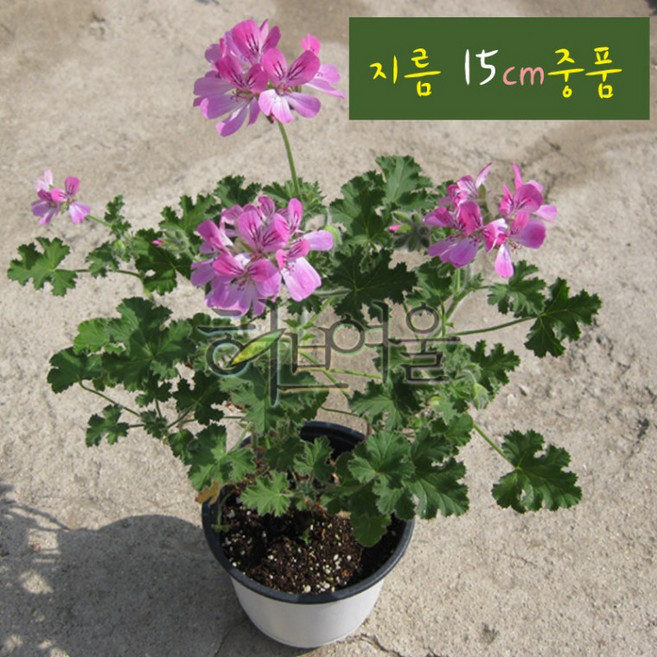 15cm 중품 제라늄 허브화분 구문초) 카피타툼핑크 모기퇴치 (라임향 지름, 1개, 상세페이지 참조