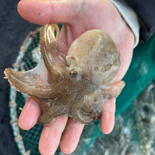 [봄 제철] 서해안 활 알쭈꾸미, 1개, 서해안 쭈꾸미 500g/암수랜덤 혼합
