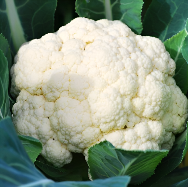 [산지직송] 국내산 생 콜리플라워 컬리플라워 특상품, 1kg, 1개
