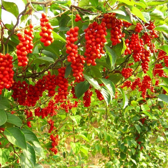 월악산 오미자 5kg, 1박스, 청 10kg