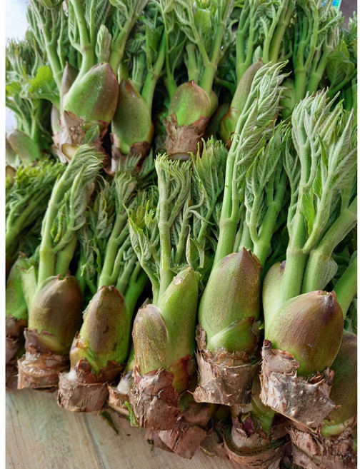 2026년 예약주문 최상급 순창참두릅 1kg 당일수확 당일배송, 상급 원순 1kg 예약하기, 1개