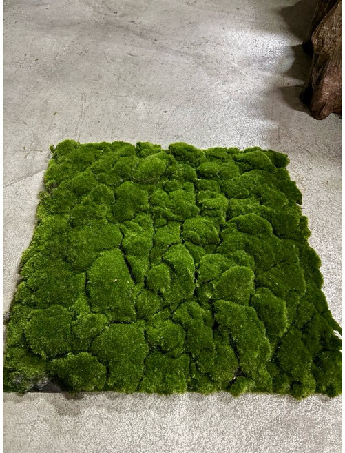 仿真草皮 100*100公分 苔蘚 青苔 假草皮 仿真植物, 1個, 款式4(50*50公分)