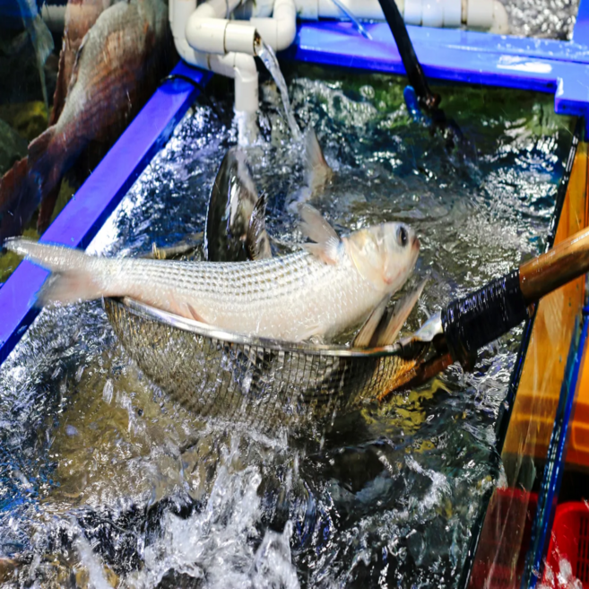 당일조업 국내산 진도 자연산 숭어회 필렛 밀치 참숭어 개숭어 보리숭어, 1개, 600g