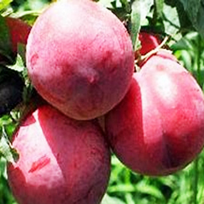 자두나무 묘목 - 정상 4~5년 결실주(분) 1개