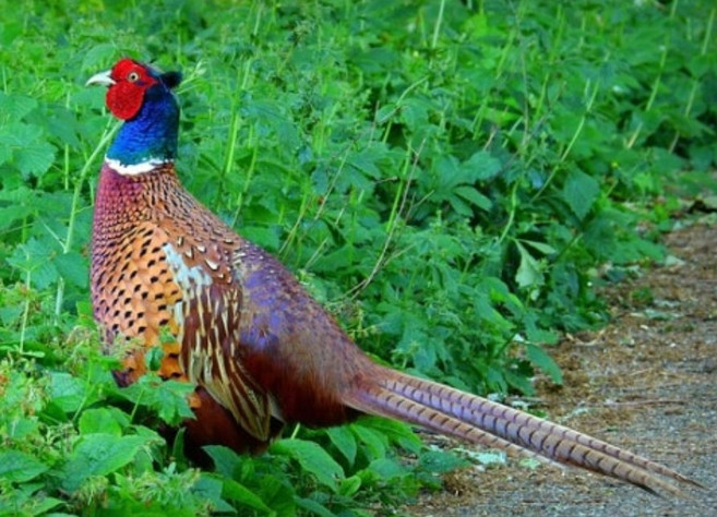 꿩 부화용 유정란 종란 토종닭 꿩고기 꿩만두 보양식, 부화용 꿩알 10구