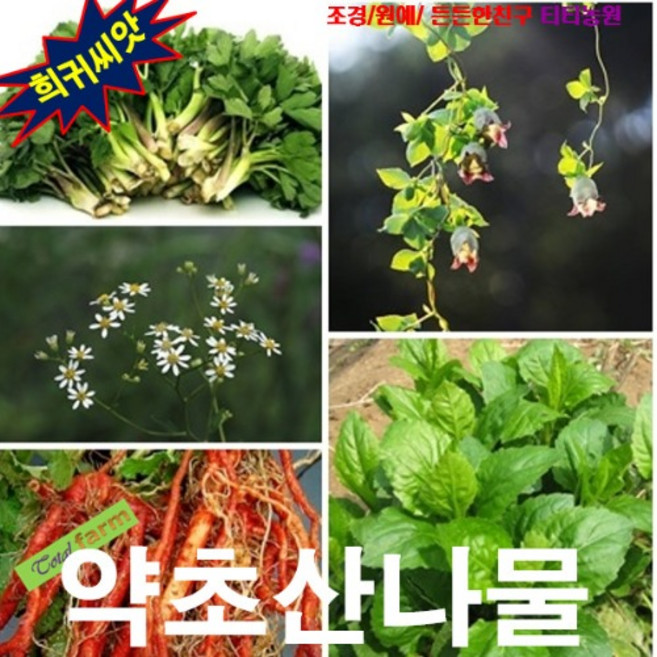 (씨앗나라) 약초산나물 5종 더덕 단삼 방풍 참취 부지깽이, 1개