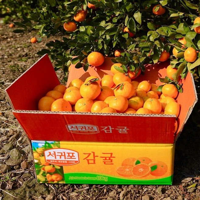 [타임특가]당일발송 고당도 제주서귀포 타이백 조생감귤 밀감, 감귤 5KG 소과(2S) 1box