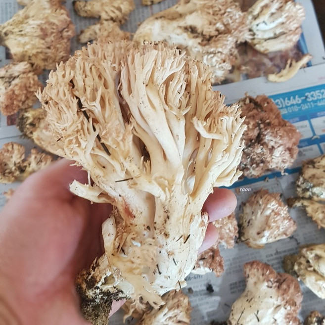 4위 - 1년에 단 한번 먹을 수 있는 귀한 버섯 대관령 자연산 참 싸리 버섯, 1개, 500g