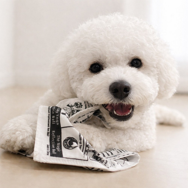 잘샀지 바스락 소리나는 강아지 신문책 혼자놀기 장난감, 3개, 흑백