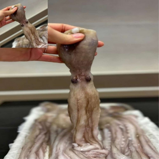 낙지 1kg 냉동식품 낙지냉동보관 식자재 냉동낚지, 1개, 상세페이지 참조